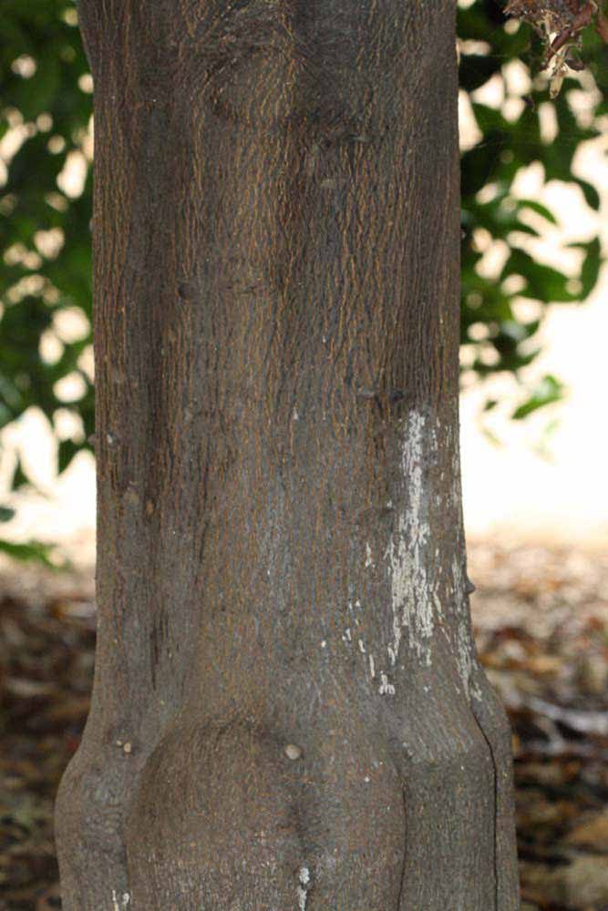              Bark (Riverside, CA)       